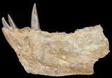 Xiphactinus Jaw Section - Terror of The Cretaceous Seas! #50955-1